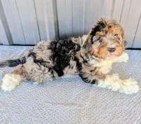 Timmy, a male Bernedoodle for sale in Gilbert, AZ – Photo 5 of 5