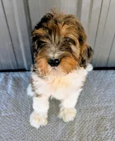 Timmy, a male Bernedoodle for sale in Gilbert, AZ – Photo 3 of 5