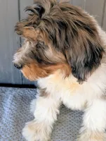 Timmy, a male Bernedoodle for sale in Gilbert, AZ – Photo 2 of 5