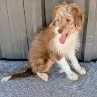 Johnny, a male Miniature Aussiedoodle for sale in Gilbert, AZ – 7 of 7