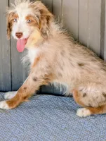 Jesse, a male Miniature Aussiedoodle for sale in Gilbert, AZ – 5 of 5