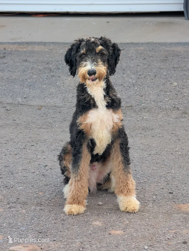 F1 Male Bernedoodle