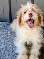 Jimmy, a male Miniature Aussiedoodle for sale in Gilbert, AZ – 6 of 7