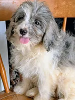 Lizzy, a female Miniature Bernedoodle for sale in Gilbert, AZ – 5 of 5