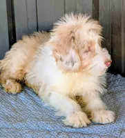 Jimmy, a male Miniature Aussiedoodle for sale in Gilbert, AZ – 3 of 7