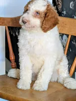 Shirley - F1b Bernedoodle , a female Bernedoodle for sale in Gilbert, AZ – Photo 5 of 5
