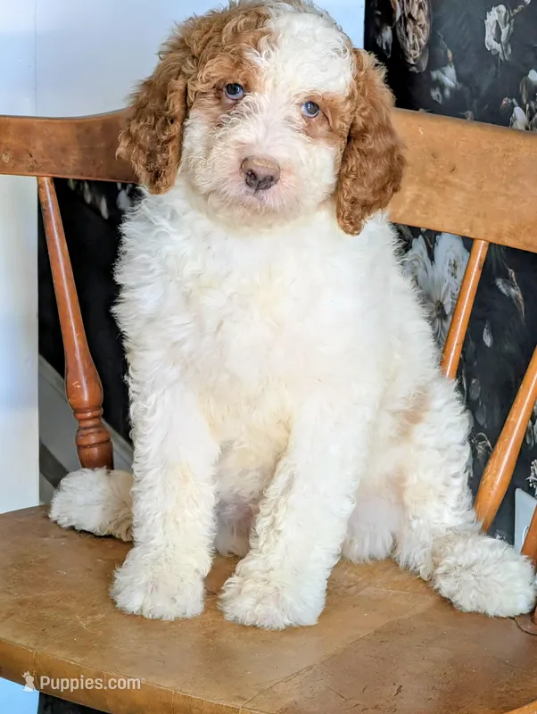 Shirley - F1b Bernedoodle 