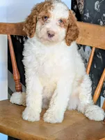 Shirley - F1b Bernedoodle , a female Bernedoodle for sale in Gilbert, AZ – Photo 1 of 5