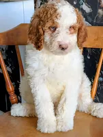 Shirley - F1b Bernedoodle , a female Bernedoodle for sale in Gilbert, AZ – Photo 3 of 5