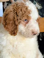 Shirley - F1b Bernedoodle , a female Bernedoodle for sale in Gilbert, AZ – Photo 4 of 5