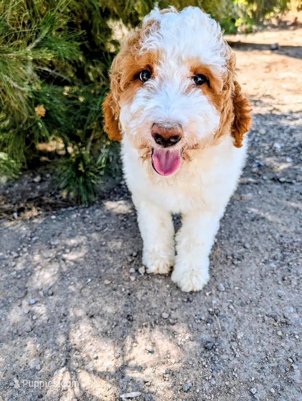 Shirley - F1b Bernedoodle  – Bernedoodle puppy for sale in Gilbert, AZ