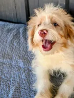 Jimmy, a male Miniature Aussiedoodle for sale in Gilbert, AZ – 2 of 7