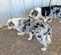 Lioness, a female Australian Shepherd for sale in Gilbert, AZ – 5 of 5