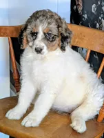 Robin - F1b Bernedoodle , a female Bernedoodle for sale in Gilbert, AZ – Photo 1 of 4