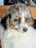 Robin - F1b Bernedoodle , a female Bernedoodle for sale in Gilbert, AZ – Photo 3 of 4
