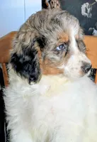 Robin - F1b Bernedoodle , a female Bernedoodle for sale in Gilbert, AZ – Photo 2 of 4