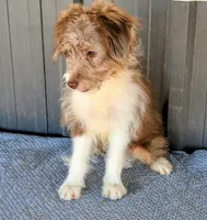 Johnny, a male Miniature Aussiedoodle for sale in Gilbert, AZ – 3 of 7