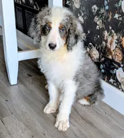 Superman, a male Bernedoodle for sale in Gilbert, AZ – Photo 5 of 6