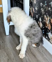 Superman, a male Bernedoodle for sale in Gilbert, AZ – Photo 6 of 6