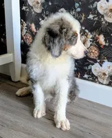 Superman, a male Bernedoodle for sale in Gilbert, AZ – Photo 4 of 6