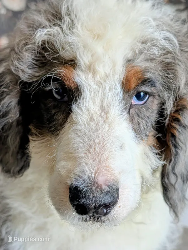 Superman – Bernedoodle puppy for sale in Gilbert, AZ