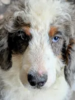 Superman, a male Bernedoodle for sale in Gilbert, AZ – Photo 3 of 6