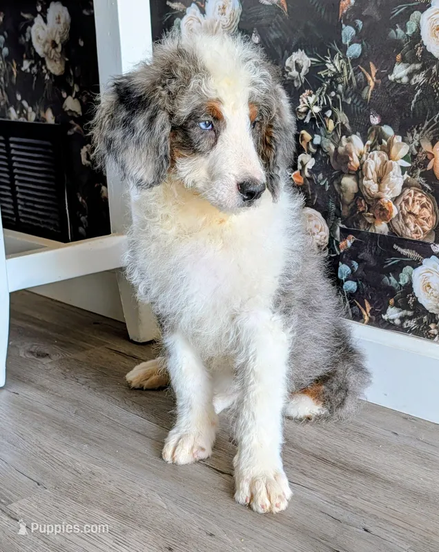 Superman – Bernedoodle puppy for sale in Gilbert, AZ