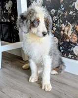 Superman, a male Bernedoodle for sale in Gilbert, AZ – Photo 1 of 6