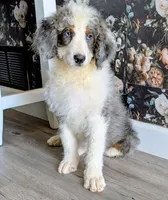 Superman, a male Bernedoodle for sale in Gilbert, AZ – Photo 2 of 6