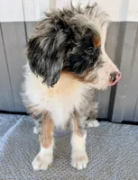 Marky, a male Bernedoodle for sale in Gilbert, AZ – Photo 4 of 6