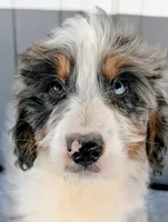 Marky, a male Bernedoodle for sale in Gilbert, AZ – Photo 2 of 6