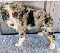 Marky, a male Bernedoodle for sale in Gilbert, AZ – Photo 5 of 6