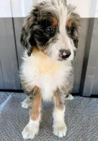 Marky, a male Bernedoodle for sale in Gilbert, AZ – Photo 1 of 6