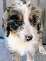 Marky, a male Bernedoodle for sale in Gilbert, AZ – Photo 6 of 6