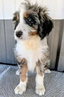 Marky, a male Bernedoodle for sale in Gilbert, AZ – Photo 3 of 6