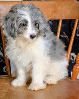 Lizzy, a female Miniature Bernedoodle for sale in Gilbert, AZ – 3 of 5
