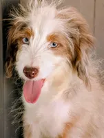 Jesse, a male Miniature Aussiedoodle for sale in Gilbert, AZ – 4 of 5