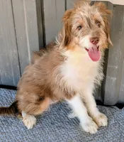 Johnny, a male Miniature Aussiedoodle for sale in Gilbert, AZ – 2 of 7