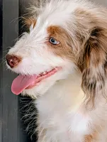 Jesse, a male Miniature Aussiedoodle for sale in Gilbert, AZ – 2 of 5