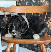 Axel - F1b Bernedoodle , a male Bernedoodle for sale in Gilbert, AZ – Photo 2 of 3