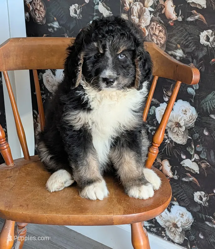 Axel - F1b Bernedoodle 