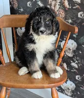 Axel - F1b Bernedoodle , a male Bernedoodle for sale in Gilbert, AZ – Photo 1 of 3