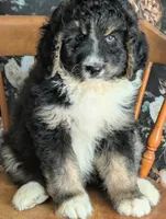 Axel - F1b Bernedoodle , a male Bernedoodle for sale in Gilbert, AZ – Photo 3 of 3