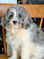 Lizzy, a female Miniature Bernedoodle for sale in Gilbert, AZ – 4 of 5