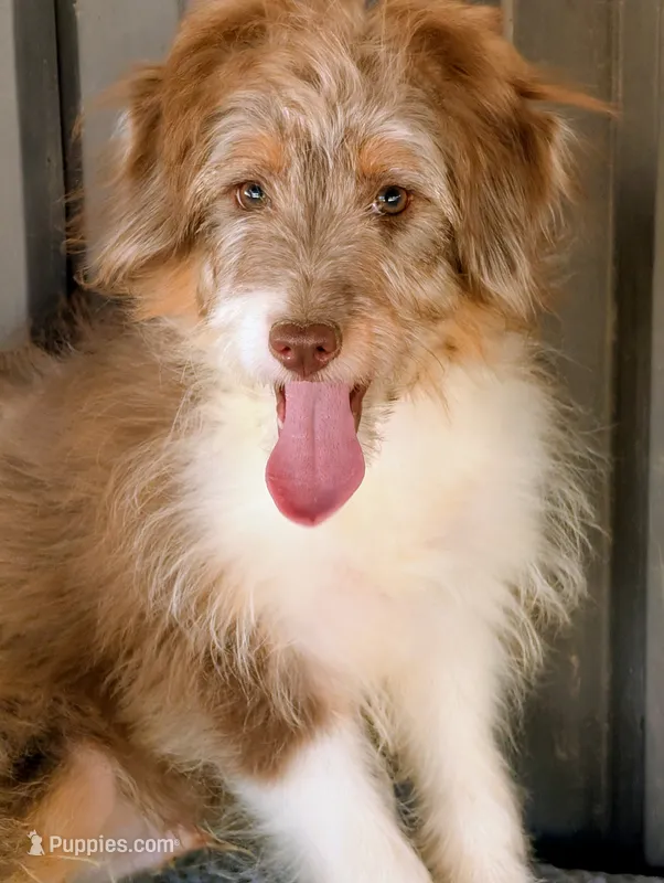 Johnny – Miniature Aussiedoodle puppy for sale in Gilbert, AZ