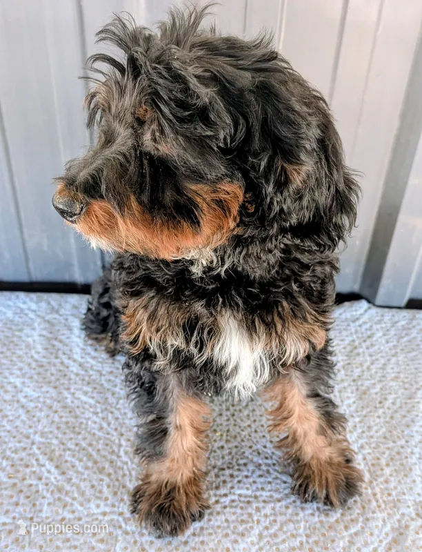 Itzey – Miniature Bernedoodle puppy for sale in Gilbert, AZ