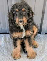 Huey, a male Bernedoodle for sale in Gilbert, AZ – Photo 5 of 6