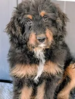 Huey, a male Bernedoodle for sale in Gilbert, AZ – Photo 6 of 6