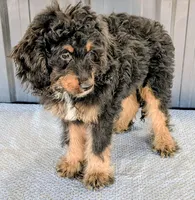 Huey, a male Bernedoodle for sale in Gilbert, AZ – Photo 3 of 6