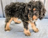 Huey, a male Bernedoodle for sale in Gilbert, AZ – Photo 2 of 6